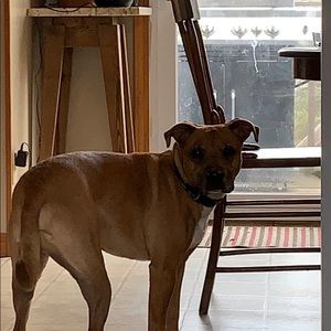 Meet your Posher, Levi